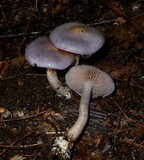 Cortinarius iodes image