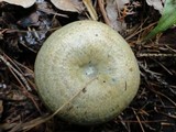 Lactarius chelidonium image