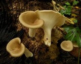 Royoporus badius image