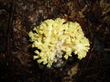 Ramaria magnipes image