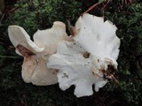 Albatrellus subrubescens image