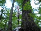 Hemimycena candida image