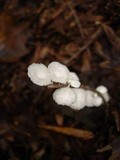 Hemimycena candida image