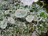 Cladonia pocillum image