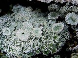 Cladonia pocillum image