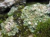 Cladonia pocillum image
