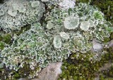 Cladonia pocillum image