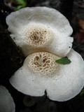 Lentinus tigrinus image