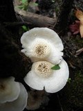 Lentinus tigrinus image