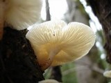Lentinus tigrinus image
