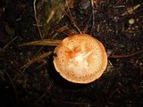 Cortinarius bolaris image