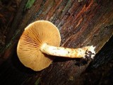 Cortinarius bolaris image
