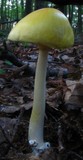 Amanita banningiana image