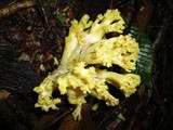 Ramaria magnipes image