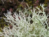 Cladonia furcata image
