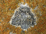 Buellia maritima image