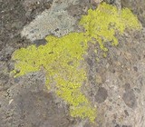 Acarospora contigua image