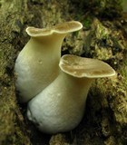 Royoporus badius image