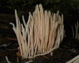 Clavaria rubicundula image