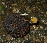 Mycena crocea image