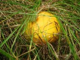 Amanita amerimuscaria image