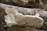 Skeletocutis nivea image