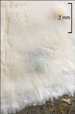 Skeletocutis nivea image