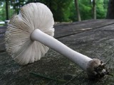 Amanita farinosa image