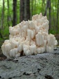 Hericium americanum image