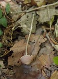 Psathyrella prona image