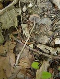 Psathyrella prona image