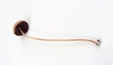 Psathyrella prona image