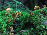 Spathularia velutipes image