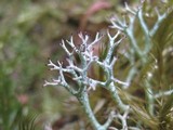 Cladonia rangiformis image