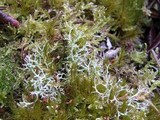 Cladonia rangiformis image