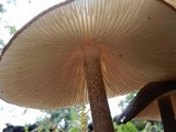 Xerula furfuracea image
