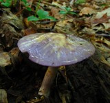 Cortinarius iodes image