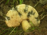 Gyroporus cyanescens image