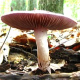 Cortinarius iodes image