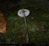 Mycena subcaerulea image