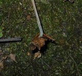 Mycena subcaerulea image