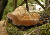 Inonotus hispidus image