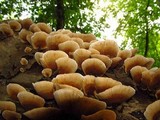 Byssomerulius incarnatus image