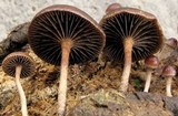 Psilocybe coprophila image