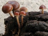 Psilocybe coprophila image