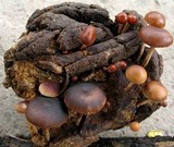 Psilocybe coprophila image