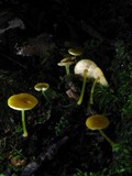 Pluteus admirabilis image