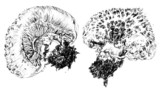 Agaricus californicus image