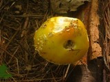 Amanita amerimuscaria image
