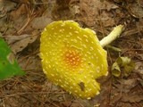 Amanita amerimuscaria image